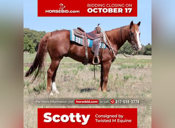 American Quarter Horse, Gelding, 14 years, 15.1 hh, Sorrel, in Pilot Point, TX,
