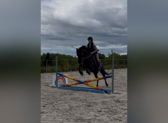 Belgian Riding Pony, Gelding, 5 years, 14.1 hh, Smoky-Black, in Li&#xE8;ge,