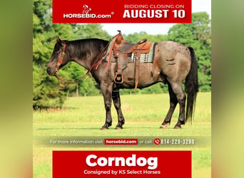 American Quarter Horse, Wallach, 11 Jahre, 152 cm, Roan-Blue, in Clarion