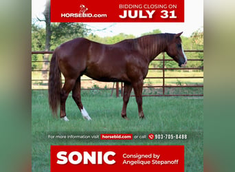 Quarter horse américain, Hongre, 7 Ans, 147 cm, Alezan cuivré, in Van, TX,