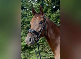 Mare 4 years
