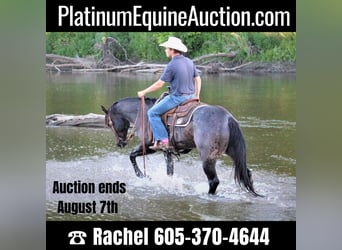 Quarter horse américain, Hongre, 8 Ans, 155 cm, Rouan Bleu, in rUSK tX,