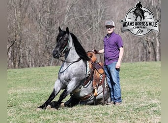 Draft Horse, Gelding, 5 years, 15.2 hh, Roan-Blue, in Mount Vernon,