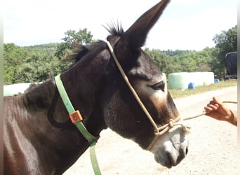 Donkey, Mare, 15 years, 14.1 hh, Black, in BERGA, BARCELONA,