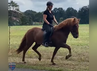 Islandpferd, Wallach, 8 Jahre, 143 cm, Fuchs, in Schneverdingen,