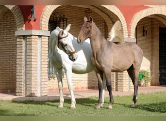 PRE, Semental, 1 año, 170 cm, Tordo, in La Puebla Del Rio