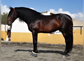 200 + Black Horse Names (That You Haven't Heard)