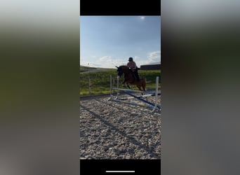 Hengst 8 Jahre