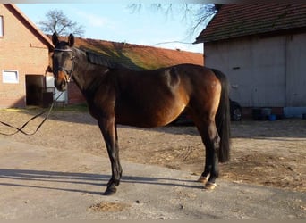 Hannoveraner, Stute, 12 Jahre, 170 cm, Schwarzbrauner, in Bassum
