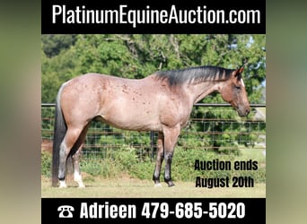 American Quarter Horse, Gelding, 13 years, Roan-Red, in Canton TX,