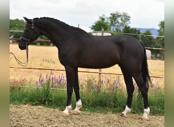 KWPN, Hongre, 7 Ans, 173 cm, Noir, in Balatonfüred