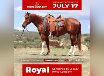 Quarter horse américain, Hongre, 6 Ans, 147 cm, Alezan cuivré, in Dewey, AZ,