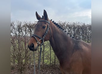 Caballo de deporte alemán, Yegua, 7 años, 165 cm, Castaño, in Mengen