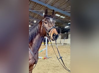 Deutsches Reitpferd, Wallach, 6 Jahre, 160 cm, Brauner, in Pelmberg