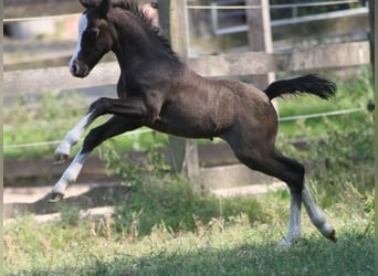 Welsh A (Mountain Pony), Stallion, 1 year, Gray, in Erwitte,