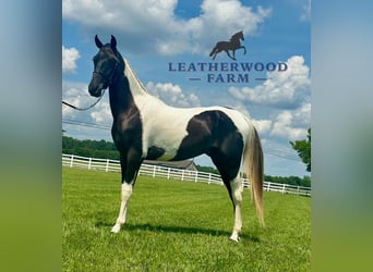 Spotted Saddle Horse, Ogier, 2 lat, 152 cm, Tobiano wszelkich maści, in Lewisburg, TN