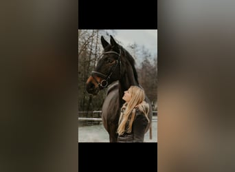 Reitbeteiligung gesucht 