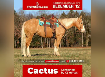 American Quarter Horse Mix, Wallach, 12 Jahre, 155 cm, Palomino, in Clarion, PA,