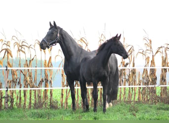 Oldenbourg, Jument, 12 Ans, Noir, in Molbergen