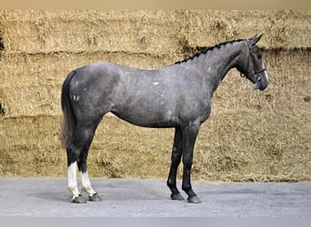 Belgisch Warmbloed, Merrie, 3 Jaar, 155 cm, , in Bladel