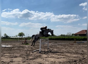 Holstein, Gelding, 6 years, 16.2 hh, Grey-Blue-Tan, in Hückelhoven