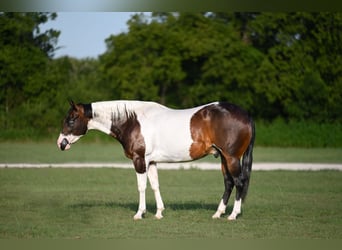 American Paint Horse, Wallach, 11 Jahre, 152 cm, Schecke, in Waco