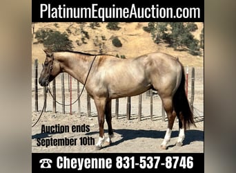 Quarter horse américain, Hongre, 7 Ans, 152 cm, Grullo, in Bitterwater, CA,