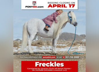 Plus de poneys/petits chevaux, Hongre, 8 Ans, 94 cm, Gris, in Cody, WY,