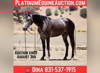 American Quarter Horse, Gelding, 5 years, 15.2 hh, Gray-Dapple, in Paicines CA