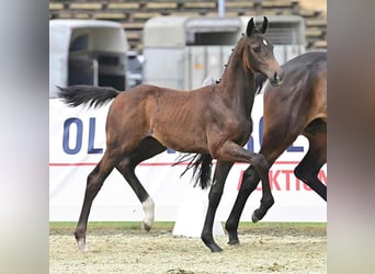 Oldenburg, Stallion, Foal (03/2023), 16.2 hh, Bay-Dark, in Wysin,