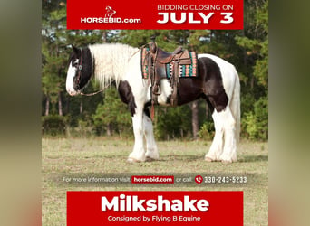 Drum-Horse, Wallach, 7 Jahre, 173 cm, in Huntsville, TX,