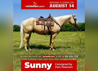 Quarter horse américain, Hongre, 11 Ans, 157 cm, Palomino, in Valley Springs, SD,