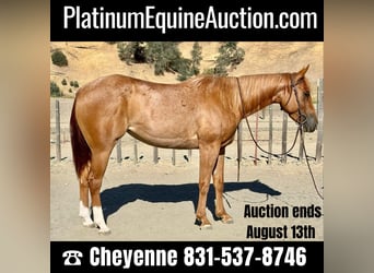 American Quarter Horse, Ruin, 5 Jaar, 152 cm, Roan-Red, in King City CA,