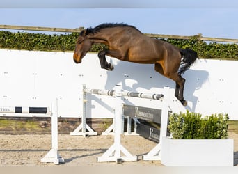 Zangersheide, Giumenta, 3 Anni, 166 cm, Baio, in Waddinxveen,