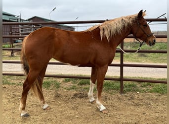 American Morgan Horse, Mare, 5 years, 5,3 hh, Brown, in Austin,