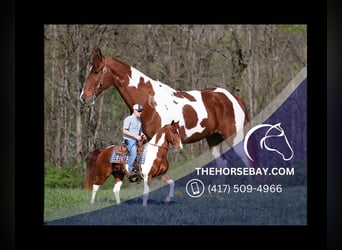 Spotted Saddle Horse, Ruin, 12 Jaar, 160 cm, Donkere-vos, in Parkers Lake, KY,