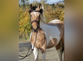 PRE Mix, Mare, 5 years, 15.1 hh, Pinto, in Windhagen,