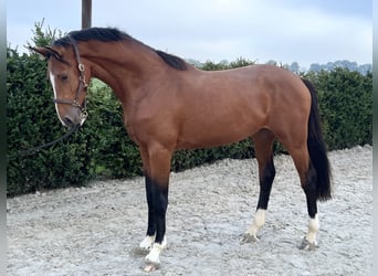 Zangersheider, Stallion, 3 years, 16.2 hh, Bay, in Weppersdorf,