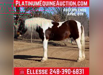 Gypsy Horse, Gelding, 12 years, 15,2 hh, Tobiano-all-colors, in Howell, MI,