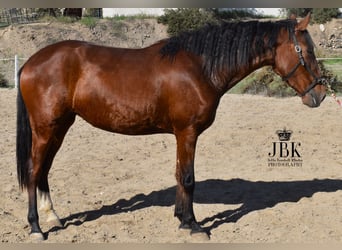 PRE, Stute, 2 Jahre, 164 cm, Brauner, in Tabernas Almeria,