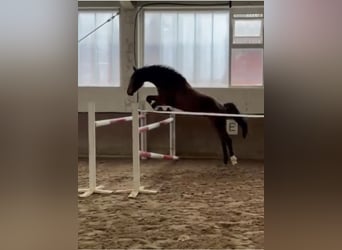 Gelding 3 years