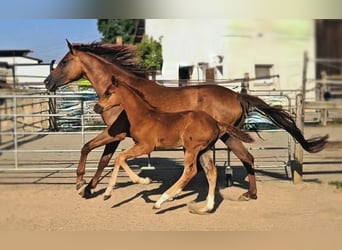 Holstein, Mare, 5 years, 17 hh, Chestnut, in Langenau