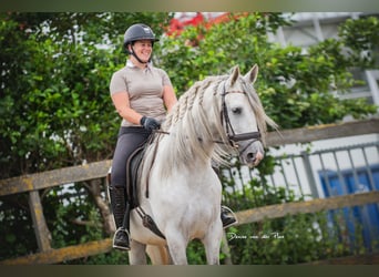 PRE Mix, Wallach, 5 Jahre, 167 cm, Schimmel, in Poeldijk,