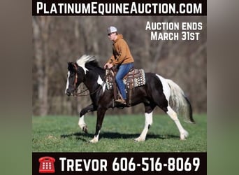 American Quarter Horse, Wallach, 5 Jahre, Tobiano-alle-Farben, in Parkers Lake, KY,