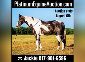 Quarter horse américain, Hongre, 14 Ans, 152 cm, Tobiano-toutes couleurs, in Lipan TX,