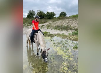 Verantwortungsvolle, erfahrene Reiterin sucht neue vielseitige RB