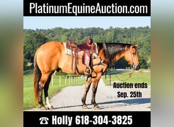 American Quarter Horse, Wallach, 8 Jahre, 155 cm, Falbe, in Greenville KY,
