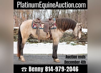 Andalusian, Gelding, 9 years, 14.2 hh, Buckskin, in everette PA,