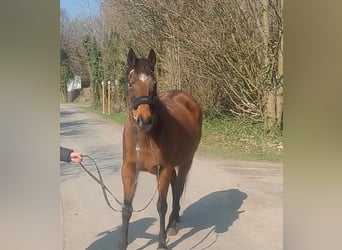 Irish sport horse, Merrie, 11 Jaar, 154 cm, Brauner, in Lage,