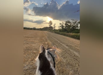 Reiter sucht Pferd